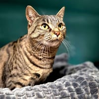 Mimine, chatte à adopter