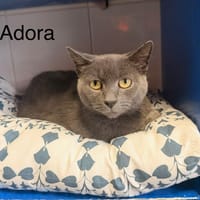 Adora, chatte à adopter