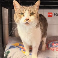 Riri, chat à adopter