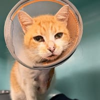 MUSCLOR, chat à adopter