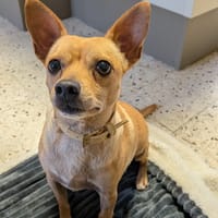 JOEL, chien à adopter