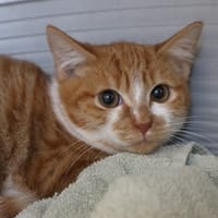 DOUYOU, chatte à adopter