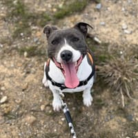 Ivy, chienne à adopter