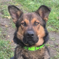 ARLO, chien à adopter