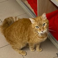 MITSOU, chat à adopter