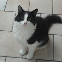 MAMAN, chatte à adopter