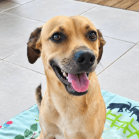 Aïka la miraculée, chienne à adopter