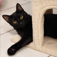 BOO, chatte à adopter