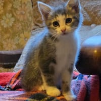 Bamboo, chatte à adopter