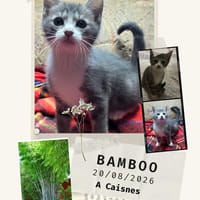 Bamboo, chatte à adopter