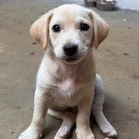 SNOW, chien à adopter