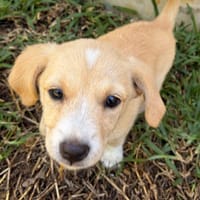 BLOOM, chienne à adopter