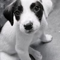 BILLY, chien à adopter