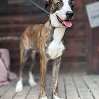 NOBBY (Maria), chien à adopter