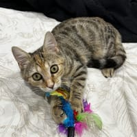 MIDONA, chatte à adopter
