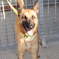 ARÈS, chien à adopter