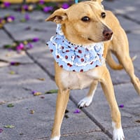 BRISA (Salvando Angeles), chienne à adopter