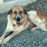 GIN (Los Reyes), chien à adopter