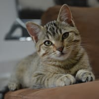 NAMI, chatte à adopter