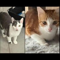 ROUQUIN & LASCAR, chat à adopter