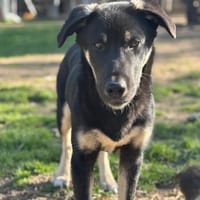 Sparky, chien à adopter