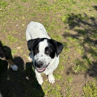 Apollo, chien à adopter