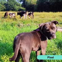 PIXEL, chien à adopter