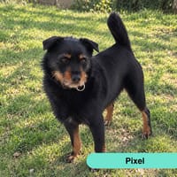 PIXEL, chien à adopter