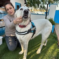 Tubbi - sucht seit vielen Jahren sein Glück., Hund zur Adoption