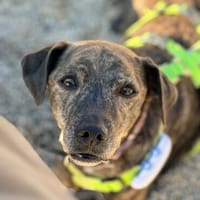 Sabor  Ein gebrochenes Herz sucht ein Zuhause., Hund zur Adoption