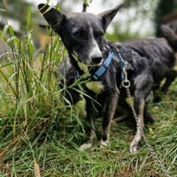 Salome sucht ihre Familie ❤, Hündin zur Adoption