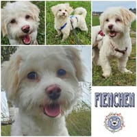 FIENCHEN * Sonnenscheinchen zum liebhaben, Hündin zur Adoption