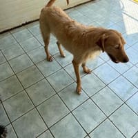 Enzo, Hund zur Adoption