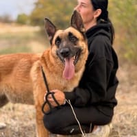 Ben (Gyula) Großer Schmusebär sucht sein Glück, Hund zur Adoption
