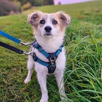 Lou sucht ihre Familie ♥, Hündin zur Adoption