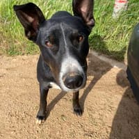 Ares - leidet in der Perrera - dringend Zuhause gesucht!, Hund zur Adoption
