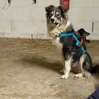 Marilou sucht ihre Familie ♥, Hündin zur Adoption