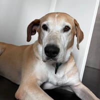 Simbad - lebensfroher Golden Ager sucht ein Zuhause., Hund zur Adoption