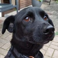 Zuckersüße MIA 2, Hündin zur Adoption