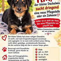 Tim, der kleine Rüde sucht dringend neue Pflegestelle, Hund zur Adoption