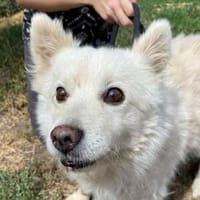 Hundeopi TALPI, Hund zur Adoption