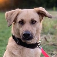 Fanta, geb. 05/2017, 48317 Drensteinfurt, Hündin zur Adoption
