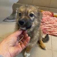 Isidor  ein kleiner Bub, der die Welt noch vor sich hat, Hund zur Adoption