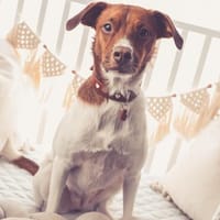 Traum Maus sucht neues Zuhause, Hündin zur Adoption
