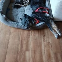 🐾Lebensfrohe Kira sucht Dich🐾 NOTFALL, Hündin zur Adoption