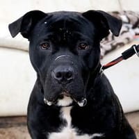 Simba, Hund zur Adoption
