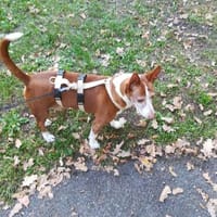 River - er wartet und wartet..., Hund zur Adoption