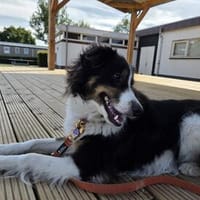 Für Karli das passende Zuhause gesucht!, Hund zur Adoption