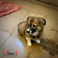 Ignaz  ein kleiner Bub, der sein Glück noch vor sich hat !B, Hund zur Adoption