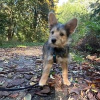 Süße Feli🌺 sucht liebevolles Zuhause, Hündin zur Adoption
